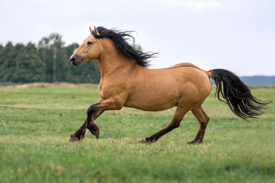 Are Draft Horses Good For Beginners What You Need To Know Equestrian Space