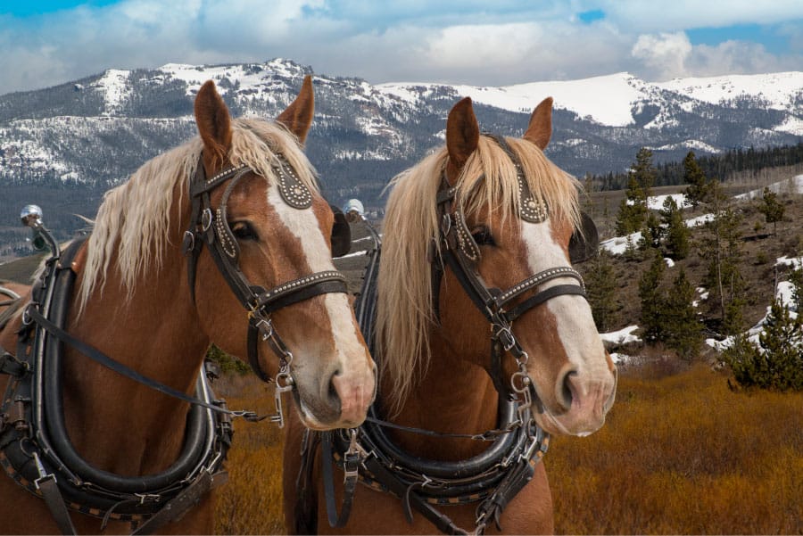 Are Draft Horses Good For Beginners What You Need To Know Equestrian Space