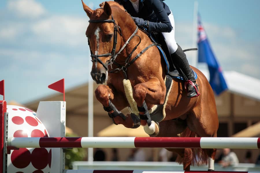 At What Age Should A Horse Stop Jumping Equestrian Space