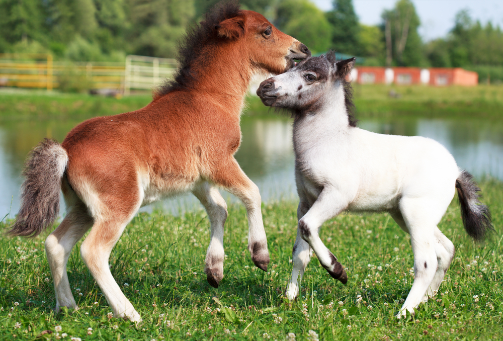 How long does a mini horse live