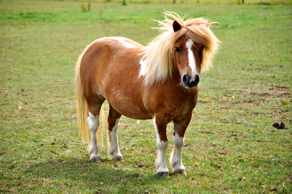 How Long Do Mini Horses Live Equestrian Space